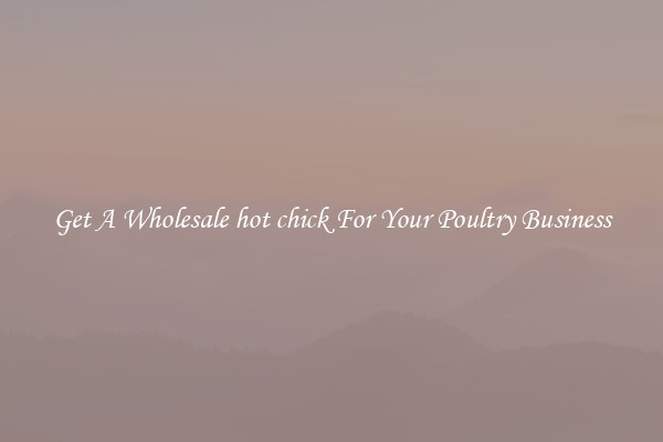 Get A Wholesale hot chick For Your Poultry Business